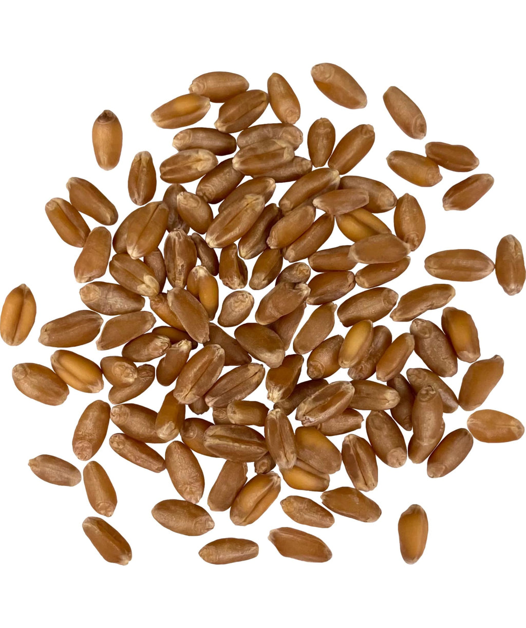 Hard Red Winter Wheat Berries 25 LBS Bucket R90816